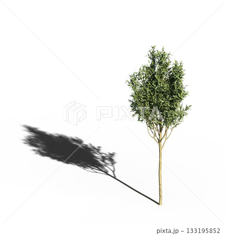 large tree with a shadow under it, isolated on a transparent background, 3D illustration, cg render 133195852