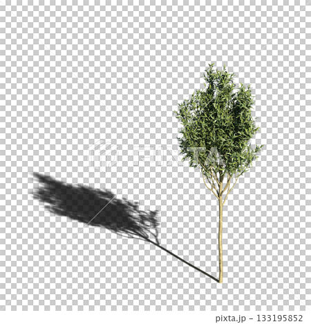 large tree with a shadow under it, isolated on a transparent background, 3D illustration, cg render 133195852