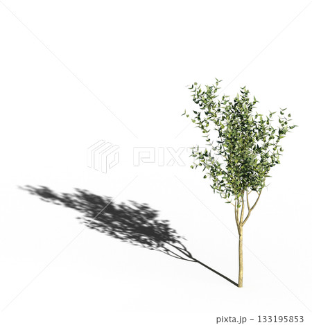 large tree with a shadow under it, isolated on a transparent background, 3D illustration, cg render large tree with a shadow under it, isolated on a transparent background, 3D illustration, cg render 133195853