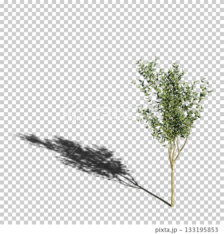 large tree with a shadow under it, isolated on a transparent background, 3D illustration, cg render large tree with a shadow under it, isolated on a transparent background, 3D illustration, cg render 133195853