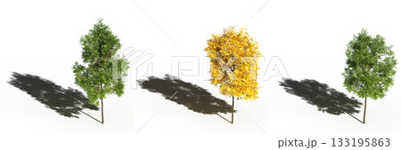 large tree with a shadow under it, isolated on a transparent background, 3D illustration, cg render large tree with a shadow under it, isolated on a transparent background, 3D illustration, cg render 133195863