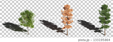large tree with a shadow under it, isolated on a transparent background, 3D illustration, cg render 133195864