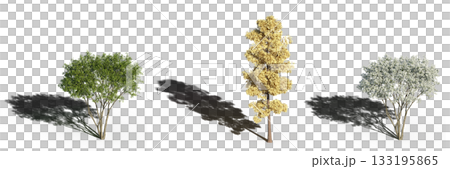 large tree with a shadow under it, isolated on a transparent background, 3D illustration, cg render 133195865