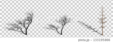 large tree with a shadow under it, isolated on a transparent background, 3D illustration, cg render 133195866