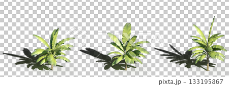 large tree with a shadow under it, isolated on a transparent background, 3D illustration, cg render 133195867