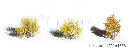 large tree with a shadow under it, isolated on a transparent background, 3D illustration, cg render 133195878