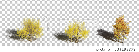 large tree with a shadow under it, isolated on a transparent background, 3D illustration, cg render 133195878