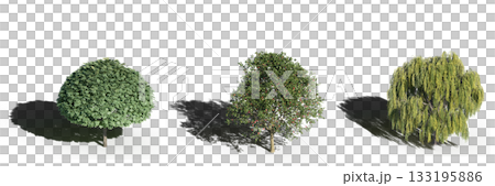 large tree with a shadow under it, isolated on a transparent background, 3D illustration, cg render 133195886