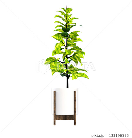 decorative flower in a pot isolate on a transparent background, 3D illustration, cg render 133196556