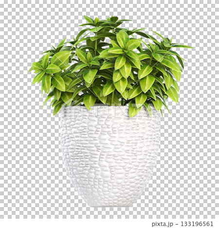 decorative flower in a pot isolate on a transparent background, 3D illustration, cg render decorative flower in a pot isolate on a transparent background, 3D illustration, cg render 133196561