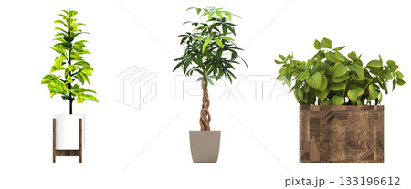 decorative flower in a pot isolate on a transparent background, 3D illustration, cg render decorative flower in a pot isolate on a transparent background, 3D illustration, cg render 133196612