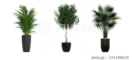 decorative flower in a pot isolate on a transparent background, 3D illustration, cg render 133196629