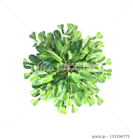 decorative flowers and plants for the interior, isolated on transparent background, 3D illustration, cg render 133196775