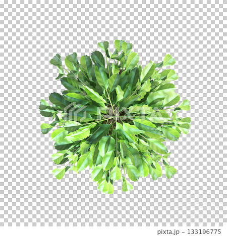 decorative flowers and plants for the interior, isolated on transparent background, 3D illustration, cg render 133196775