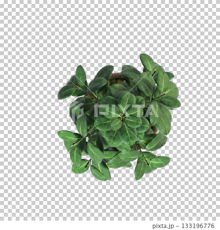 decorative flowers and plants for the interior, isolated on transparent background, 3D illustration, cg render decorative flowers and plants for the interior, isolated on transparent background, 3D illustration, cg render 133196776