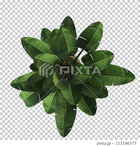 decorative flowers and plants for the interior, isolated on transparent background, 3D illustration, cg render decorative flowers and plants for the interior, isolated on transparent background, 3D illustration, cg render 133196777