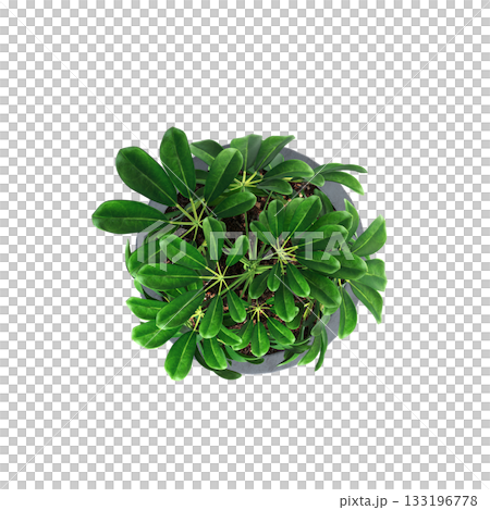 decorative flowers and plants for the interior, isolated on transparent background, 3D illustration, cg render decorative flowers and plants for the interior, isolated on transparent background, 3D illustration, cg render 133196778