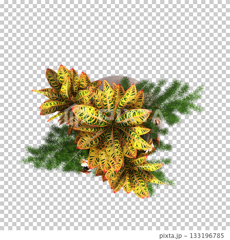 decorative flowers and plants for the interior, isolated on transparent background, 3D illustration, cg render decorative flowers and plants for the interior, isolated on transparent background, 3D illustration, cg render 133196785