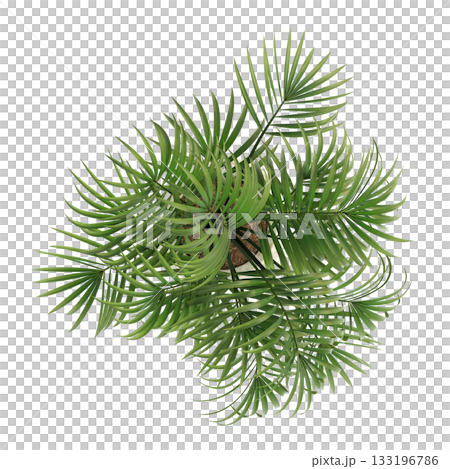 decorative flowers and plants for the interior, isolated on transparent background, 3D illustration, cg render decorative flowers and plants for the interior, isolated on transparent background, 3D illustration, cg render 133196786