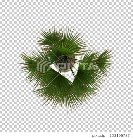 decorative flowers and plants for the interior, isolated on transparent background, 3D illustration, cg render decorative flowers and plants for the interior, isolated on transparent background, 3D illustration, cg render 133196787