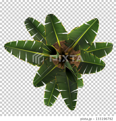 decorative flowers and plants for the interior, isolated on transparent background, 3D illustration, cg render decorative flowers and plants for the interior, isolated on transparent background, 3D illustration, cg render 133196792