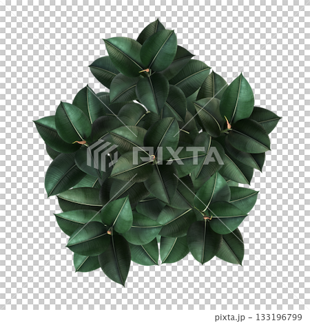 decorative flowers and plants for the interior, isolated on transparent background, 3D illustration, cg render 133196799