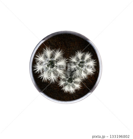 decorative flowers and plants for the interior, isolated on transparent background, 3D illustration, cg render 133196802