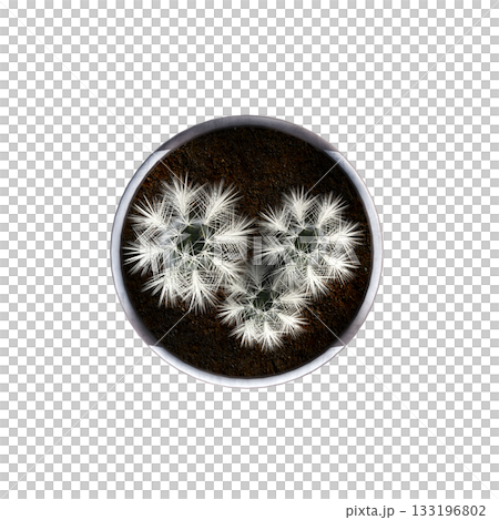 decorative flowers and plants for the interior, isolated on transparent background, 3D illustration, cg render 133196802