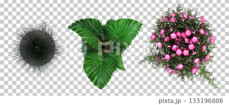 decorative flowers and plants for the interior, isolated on transparent background, 3D illustration, cg render decorative flowers and plants for the interior, isolated on transparent background, 3D illustration, cg render 133196806
