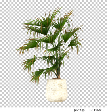 decorative flowers and plants for the interior, isolated on transparent background, 3D illustration, cg render 133196830