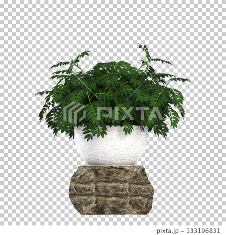 decorative flowers and plants for the interior, isolated on transparent background, 3D illustration, cg render 133196831