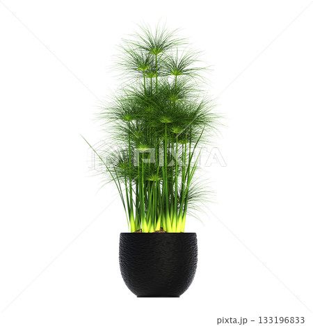decorative flowers and plants for the interior, isolated on transparent background, 3D illustration, cg render 133196833