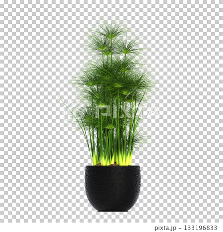 decorative flowers and plants for the interior, isolated on transparent background, 3D illustration, cg render decorative flowers and plants for the interior, isolated on transparent background, 3D illustration, cg render 133196833