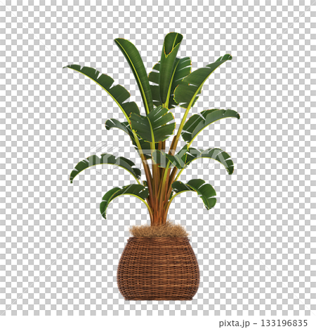 decorative flowers and plants for the interior, isolated on transparent background, 3D illustration, cg render decorative flowers and plants for the interior, isolated on transparent background, 3D illustration, cg render 133196835