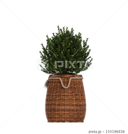 decorative flowers and plants for the interior, isolated on transparent background, 3D illustration, cg render 133196836