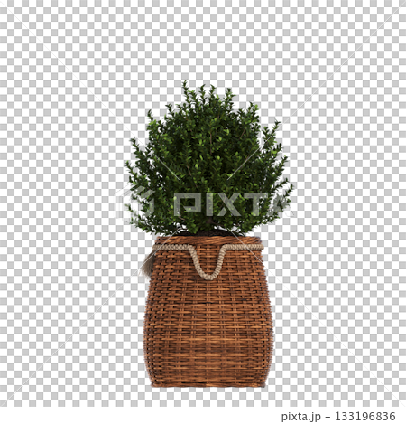 decorative flowers and plants for the interior, isolated on transparent background, 3D illustration, cg render 133196836