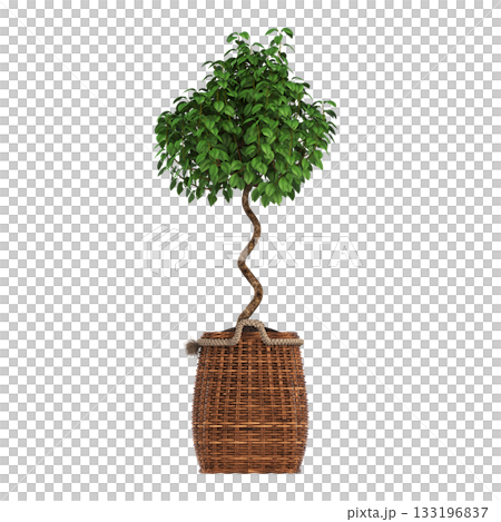 decorative flowers and plants for the interior, isolated on transparent background, 3D illustration, cg render decorative flowers and plants for the interior, isolated on transparent background, 3D illustration, cg render 133196837