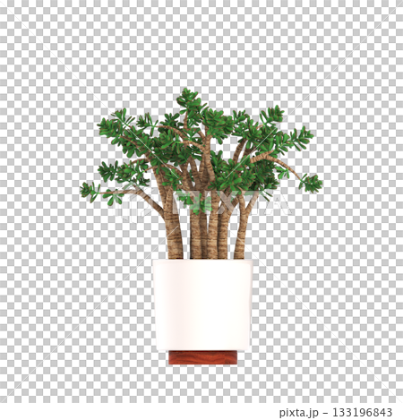 decorative flowers and plants for the interior, isolated on transparent background, 3D illustration, cg render decorative flowers and plants for the interior, isolated on transparent background, 3D illustration, cg render 133196843