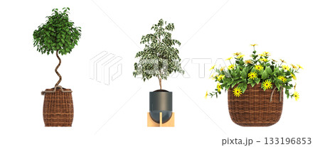 decorative flowers and plants for the interior, isolated on transparent background, 3D illustration, cg render decorative flowers and plants for the interior, isolated on transparent background, 3D illustration, cg render 133196853