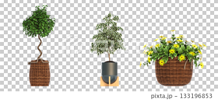 decorative flowers and plants for the interior, isolated on transparent background, 3D illustration, cg render decorative flowers and plants for the interior, isolated on transparent background, 3D illustration, cg render 133196853