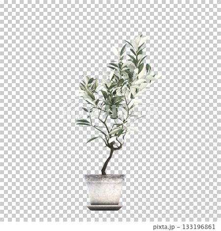 decorative flowers and plants for the interior, isolated on transparent background, 3D illustration, cg render decorative flowers and plants for the interior, isolated on transparent background, 3D illustration, cg render 133196861