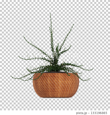 decorative flowers and plants for the interior, isolated on transparent background, 3D illustration, cg render decorative flowers and plants for the interior, isolated on transparent background, 3D illustration, cg render 133196865