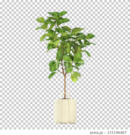 decorative flowers and plants for the interior, isolated on transparent background, 3D illustration, cg render decorative flowers and plants for the interior, isolated on transparent background, 3D illustration, cg render 133196867