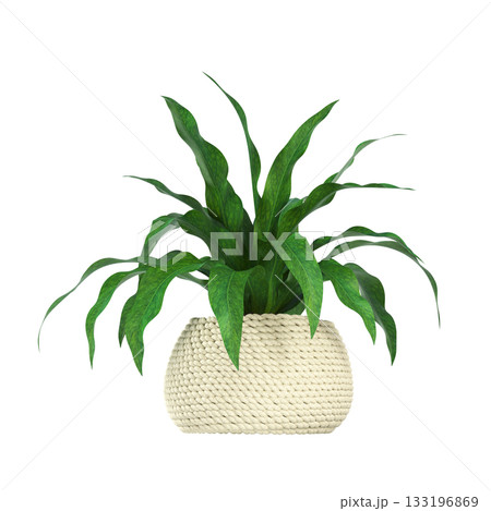 decorative flowers and plants for the interior, isolated on transparent background, 3D illustration, cg render decorative flowers and plants for the interior, isolated on transparent background, 3D illustration, cg render 133196869