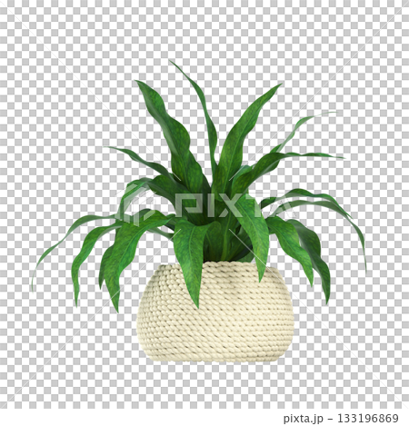 decorative flowers and plants for the interior, isolated on transparent background, 3D illustration, cg render decorative flowers and plants for the interior, isolated on transparent background, 3D illustration, cg render 133196869