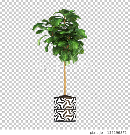 decorative flowers and plants for the interior, isolated on transparent background, 3D illustration, cg render decorative flowers and plants for the interior, isolated on transparent background, 3D illustration, cg render 133196871