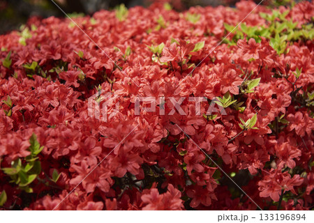 Vibrant red azalea flowers in bloom Vibrant red azalea flowers in bloom 133196894