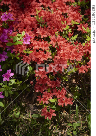 Vibrant red and purple azaleas in full bloom 133196898