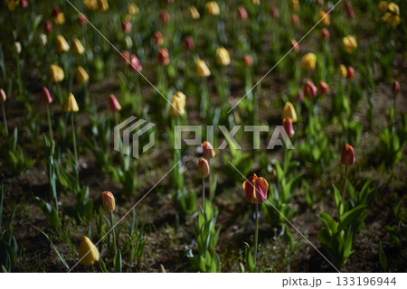 Colorful Tulip Field in Soft Evening Light Colorful Tulip Field in Soft Evening Light 133196944