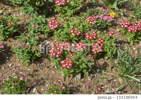 Vibrant Red and Pink Flowers in Garden Bed Vibrant Red and Pink Flowers in Garden Bed 133196954